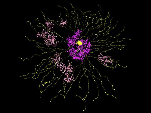 Motion detector. The key insight from a mapping of neurons in the retina is that these inner (purple) cells fire more slowly than the outer (pink) cells, and this arrangement causes the big branching cells (yellow) to fire only when light arrives from obj
